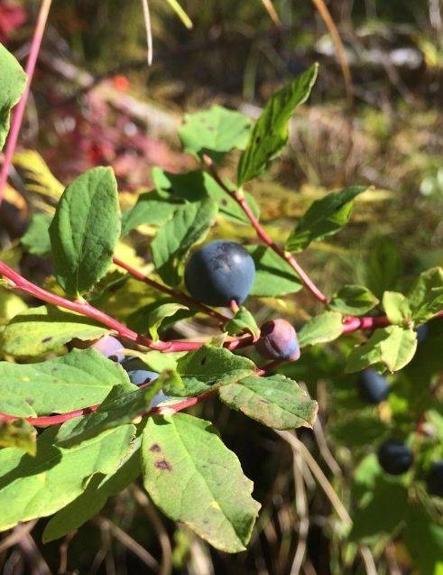 Alpine Blueberry
